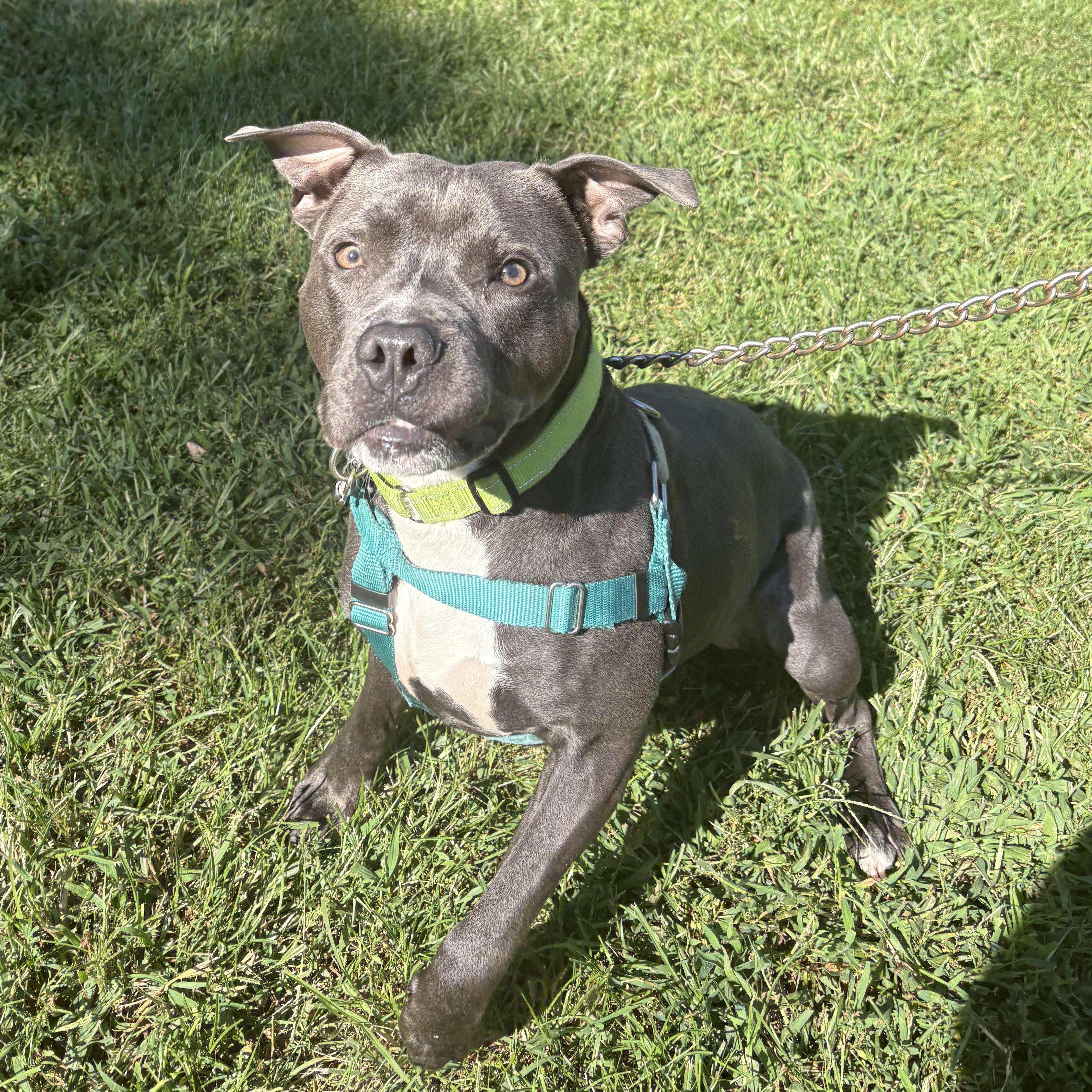 Enlarge Mousse, a Adoptable mixed breed in Eatontown, NJ image 3/5