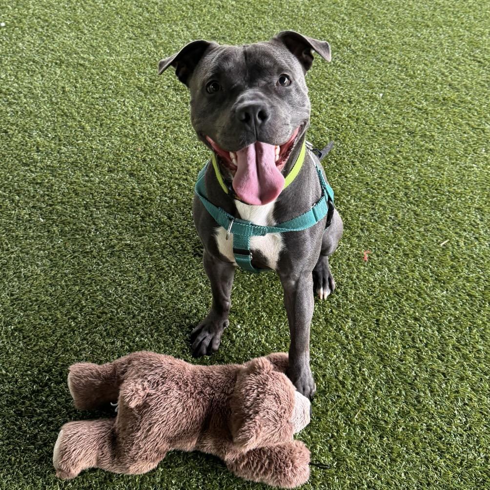 Enlarge Mousse, a Adoptable mixed breed in Eatontown, NJ image 5/5