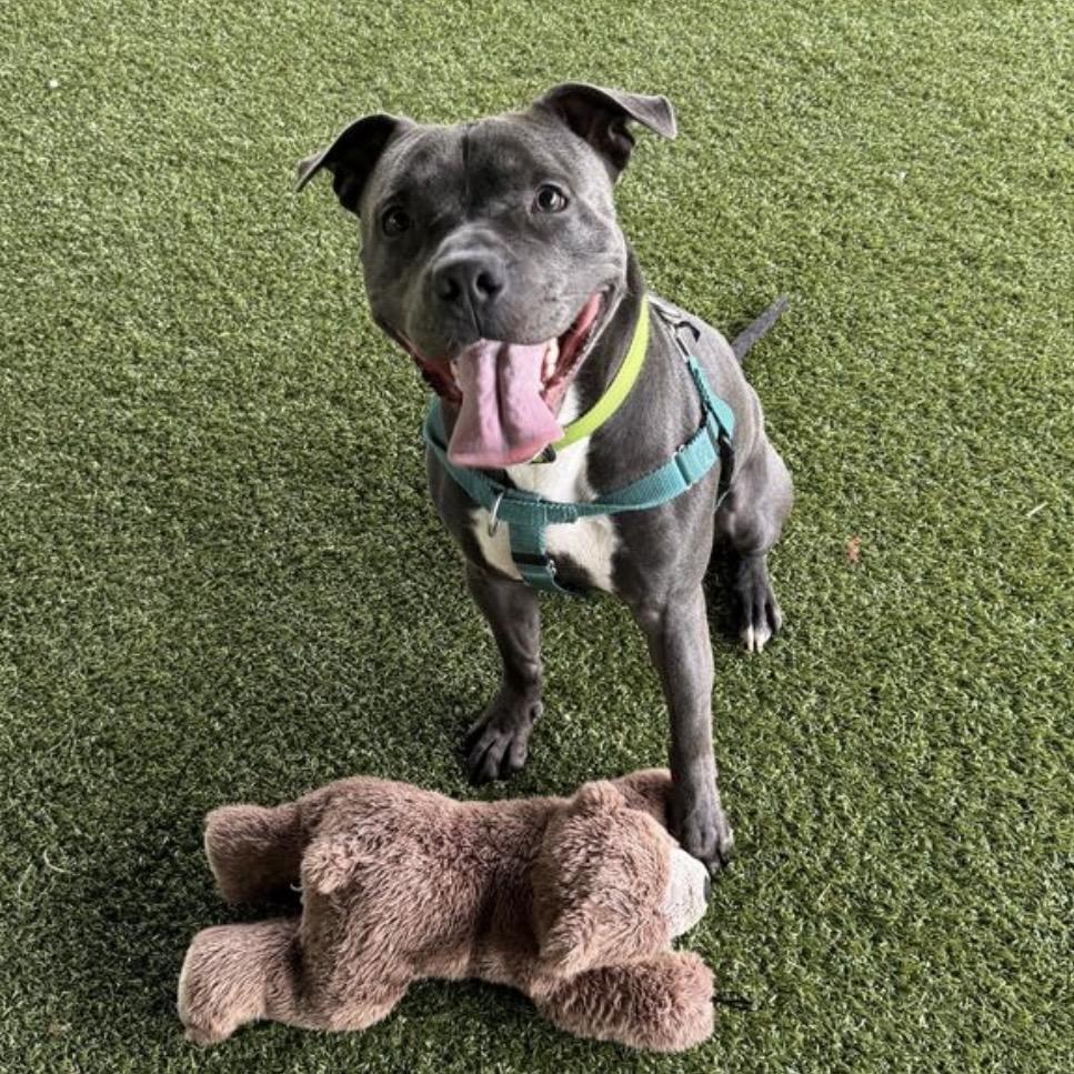 Enlarge Mousse, a Adoptable mixed breed in Eatontown, NJ image 4/5