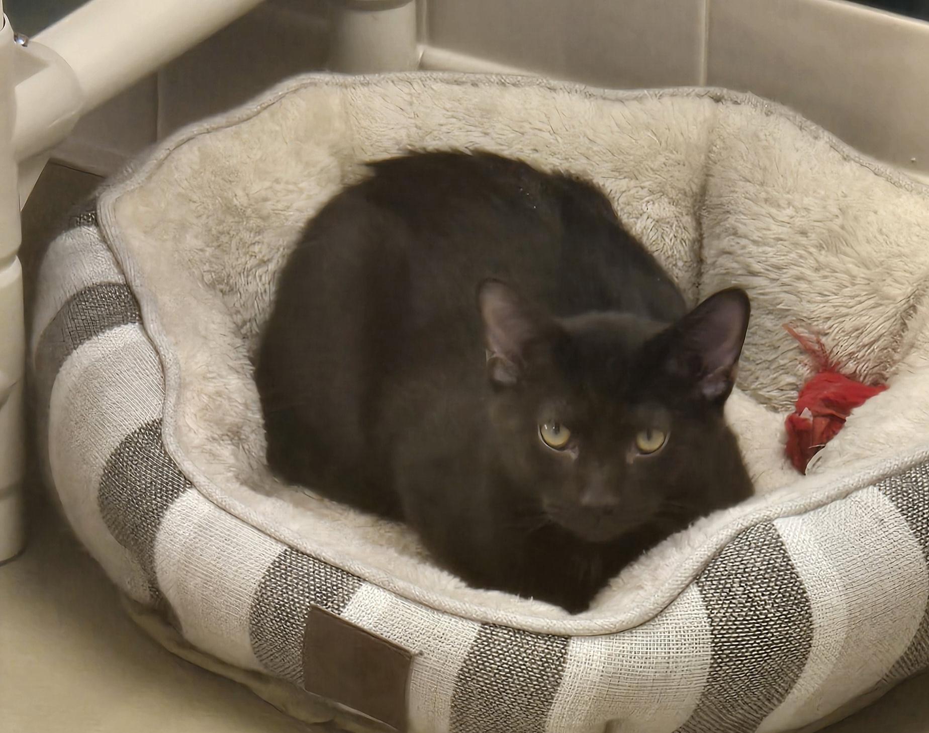 Enlarge Charlie, a ADOPTABLE Domestic Short Hair in Bluffton, IN image 1/1