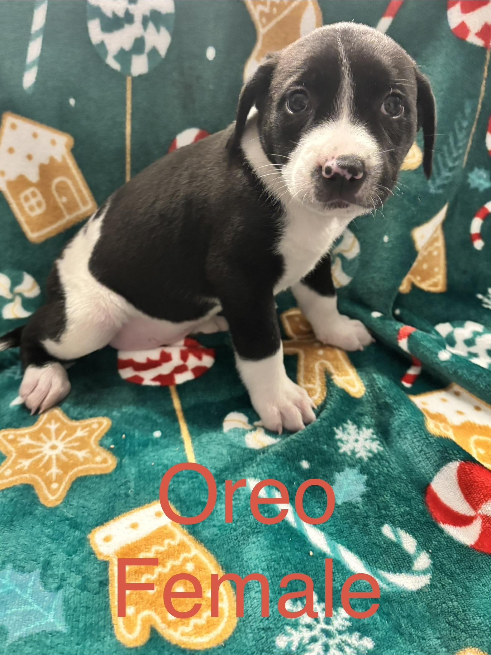 Enlarge Oreo, a Adoptable mixed breed image 1/1