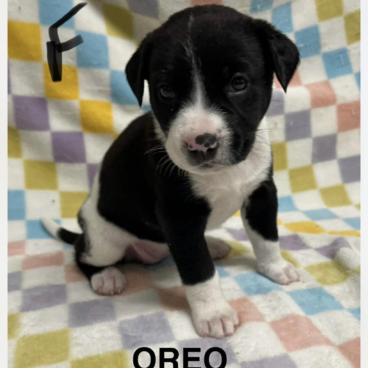 Oreo, Adoptable, Puppy Female Pit Bull Terrier.