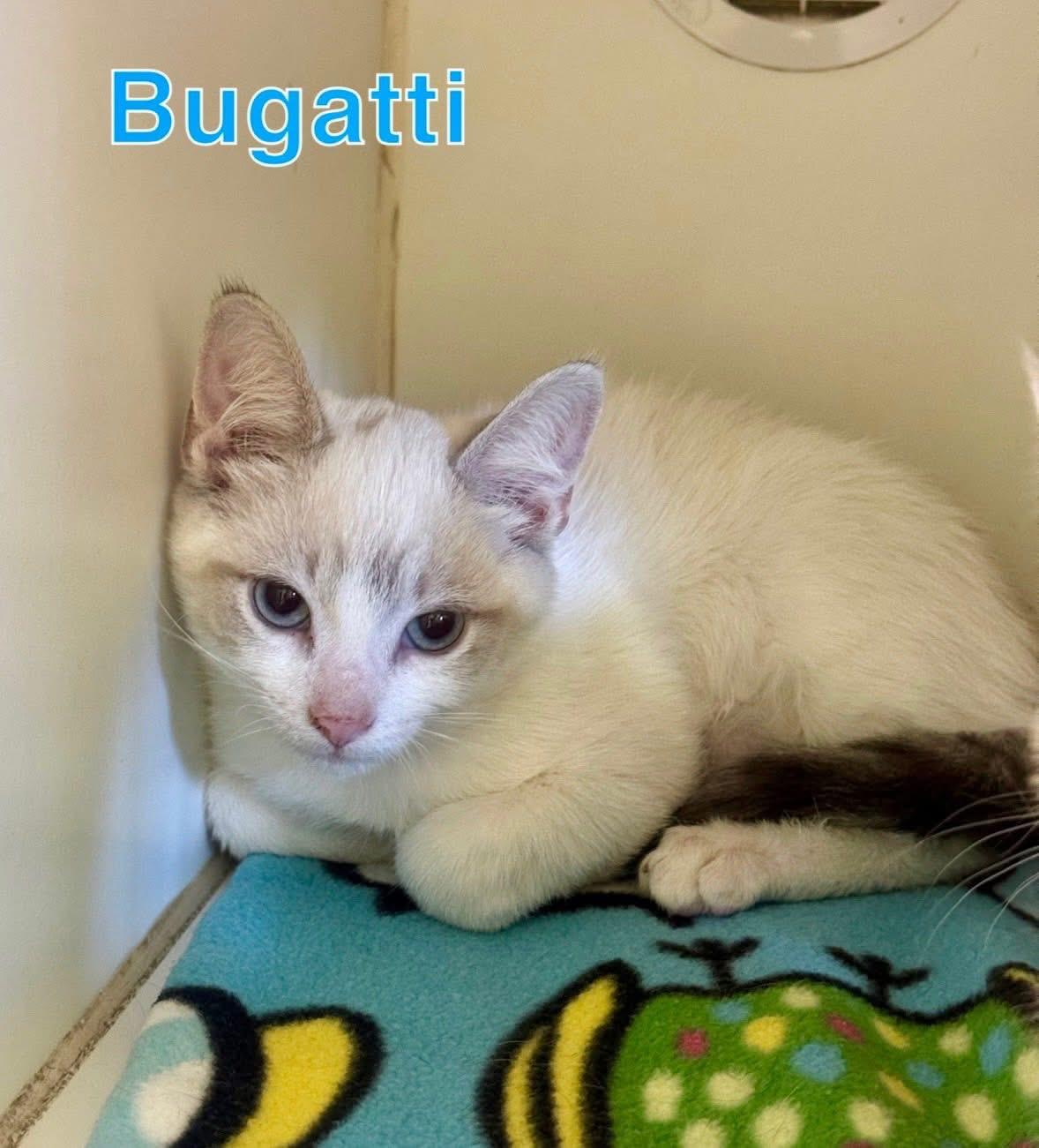 Bugatti, Adoptable, Young Male Domestic Short Hair.