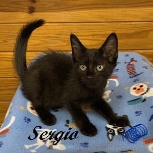 Sergio, Baby Male Domestic Short Hair