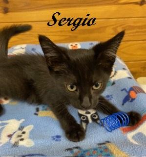 Sergio photo 3