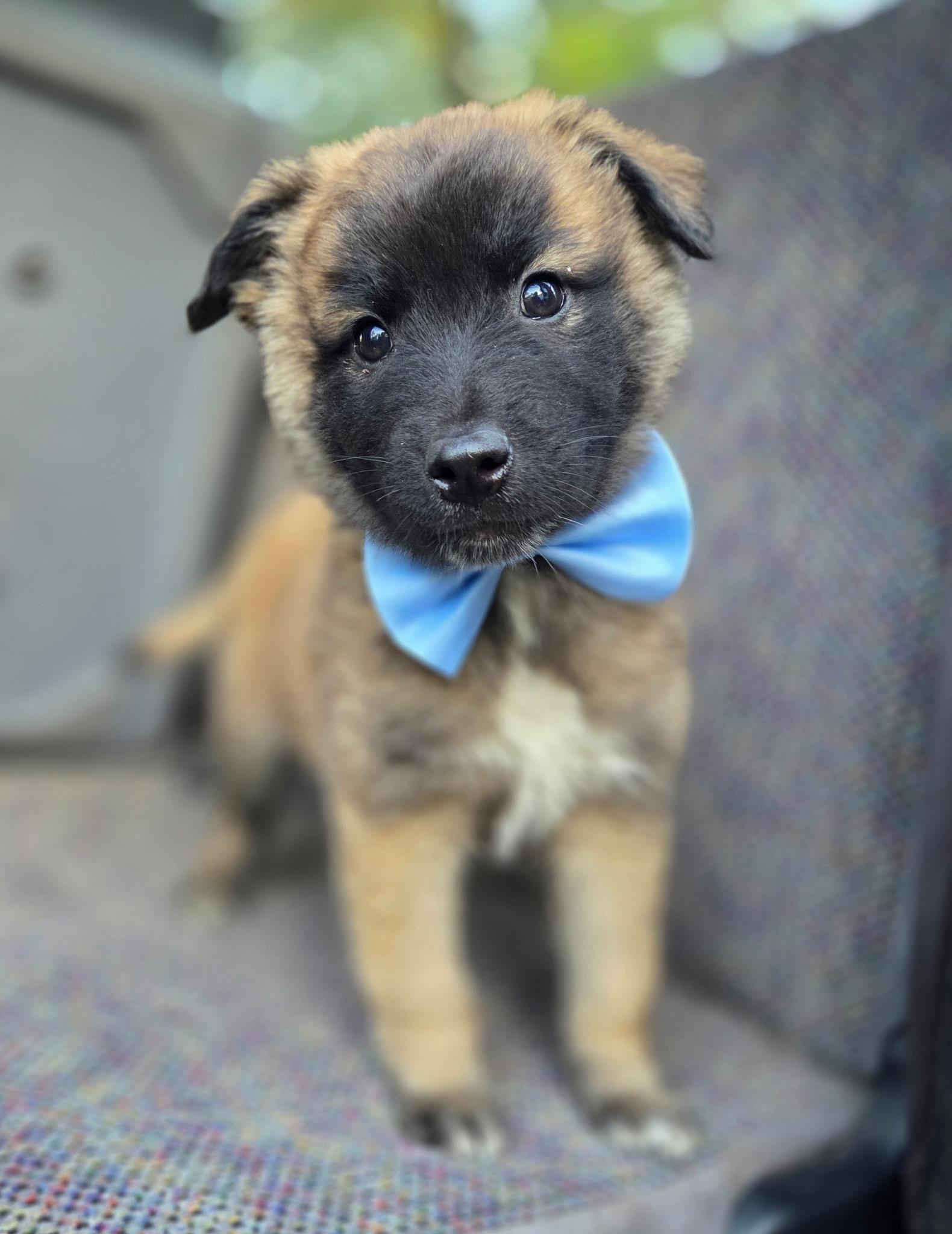 Enlarge Remy, a Adoptable mixed breed in Jacksonville, FL image 4/6