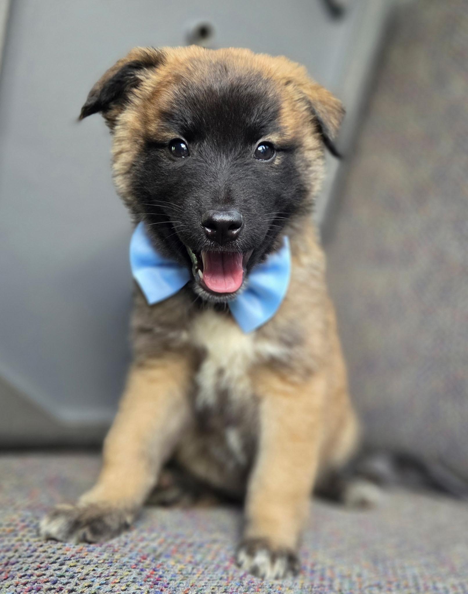 Enlarge Remy, a Adoptable mixed breed in Jacksonville, FL image 6/6