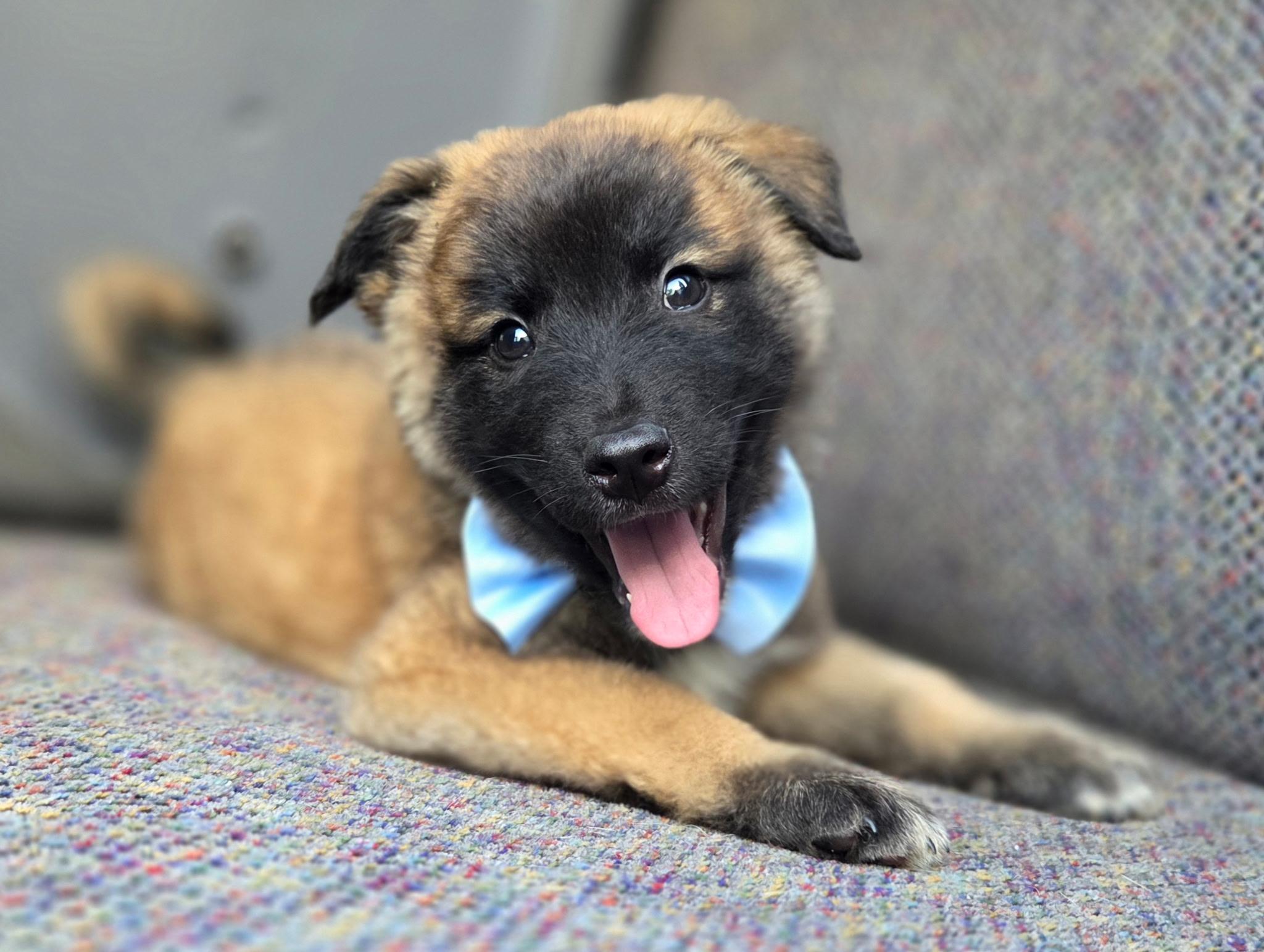 Enlarge Remy, a Adoptable mixed breed in Jacksonville, FL image 5/6