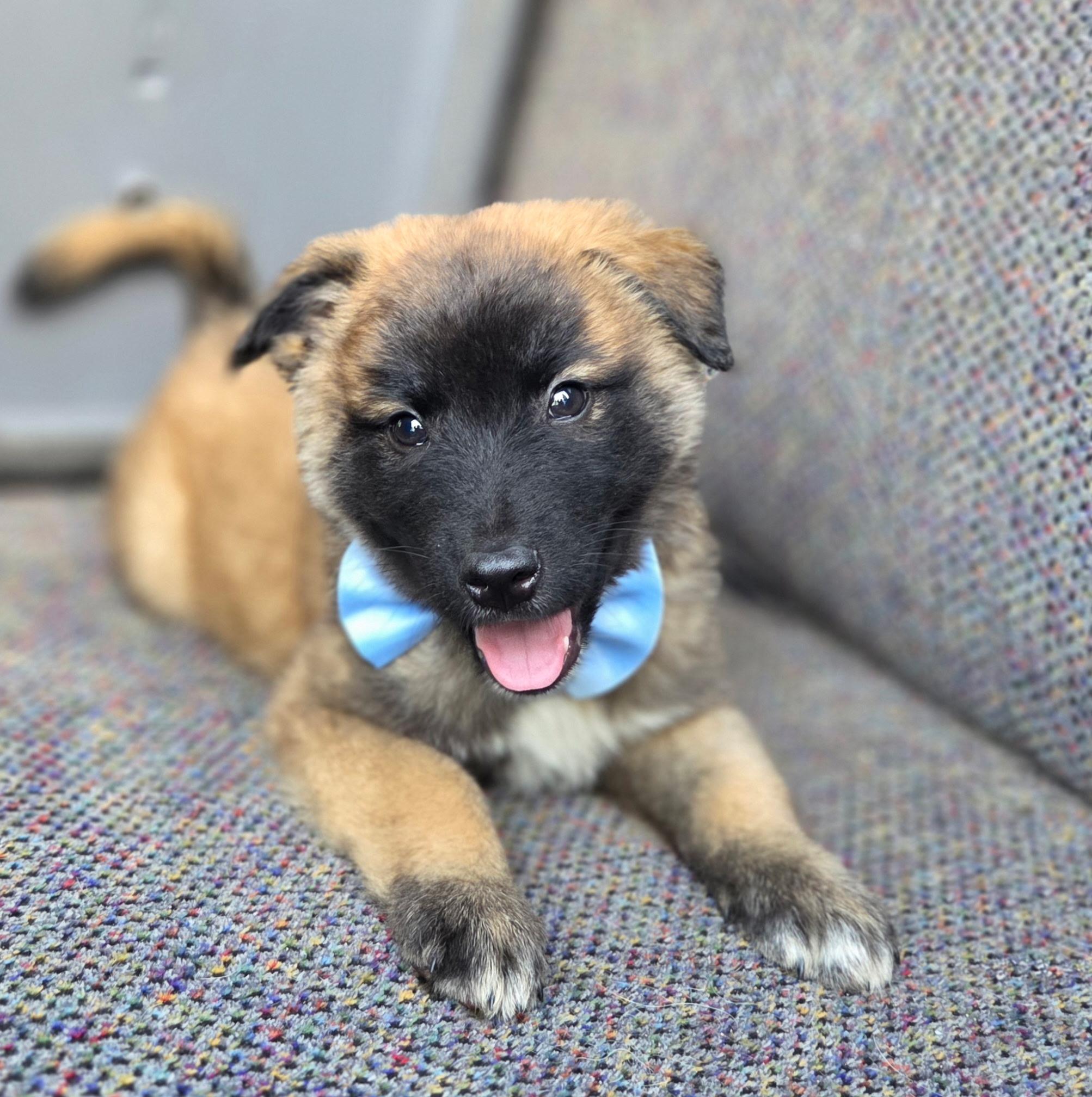 Enlarge Remy, a Adoptable mixed breed in Jacksonville, FL image 3/6