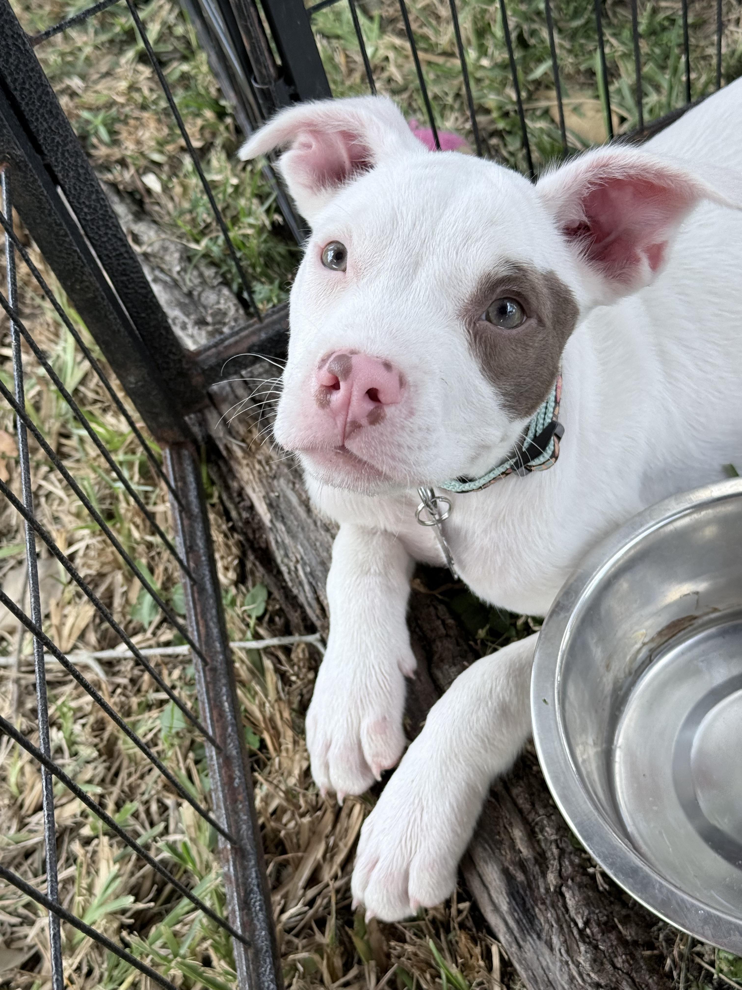 Enlarge Collins, a Adoptable American Bulldog in Lutz, FL image 1/3