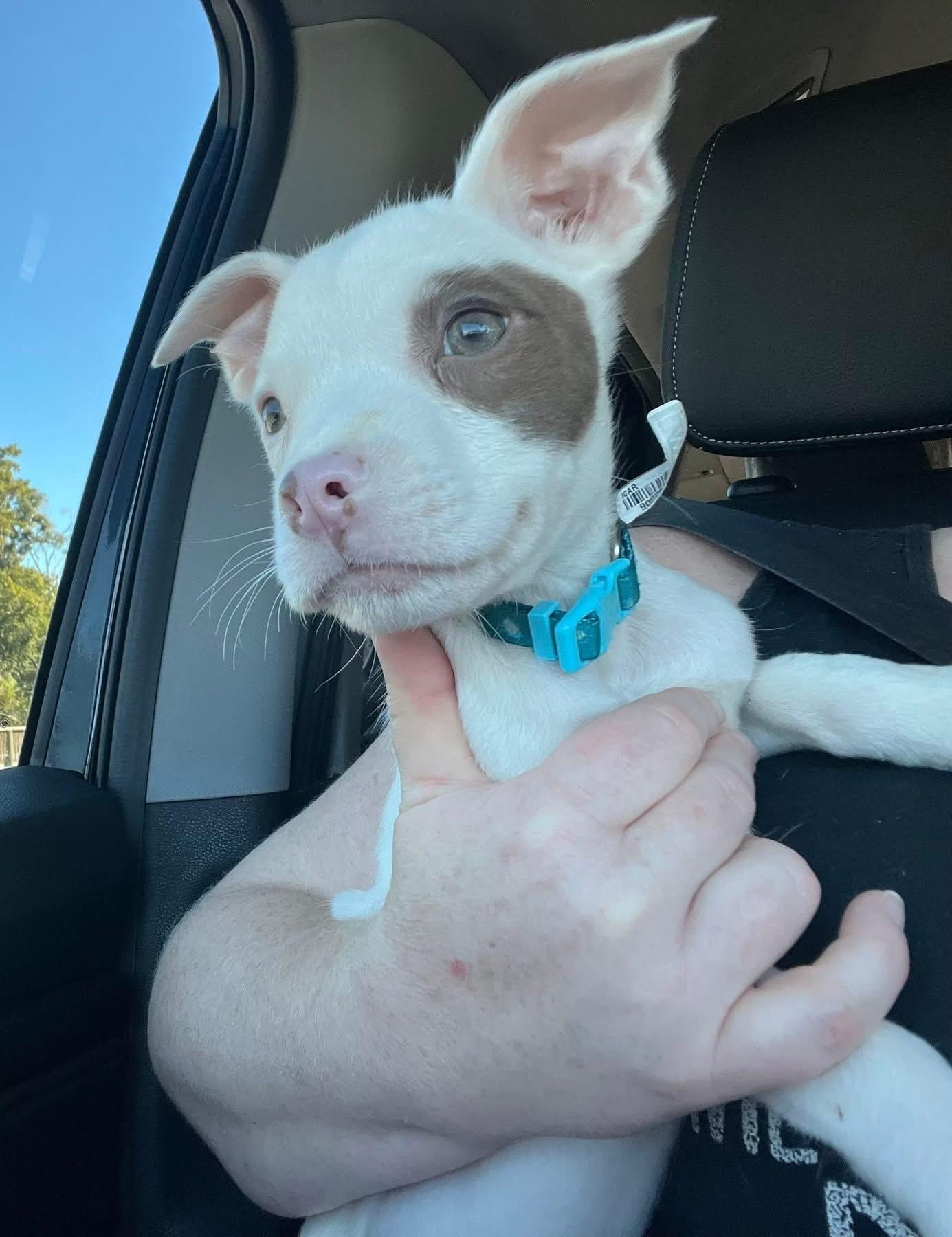 Enlarge Collins, a Adoptable American Bulldog in Lutz, FL image 2/3
