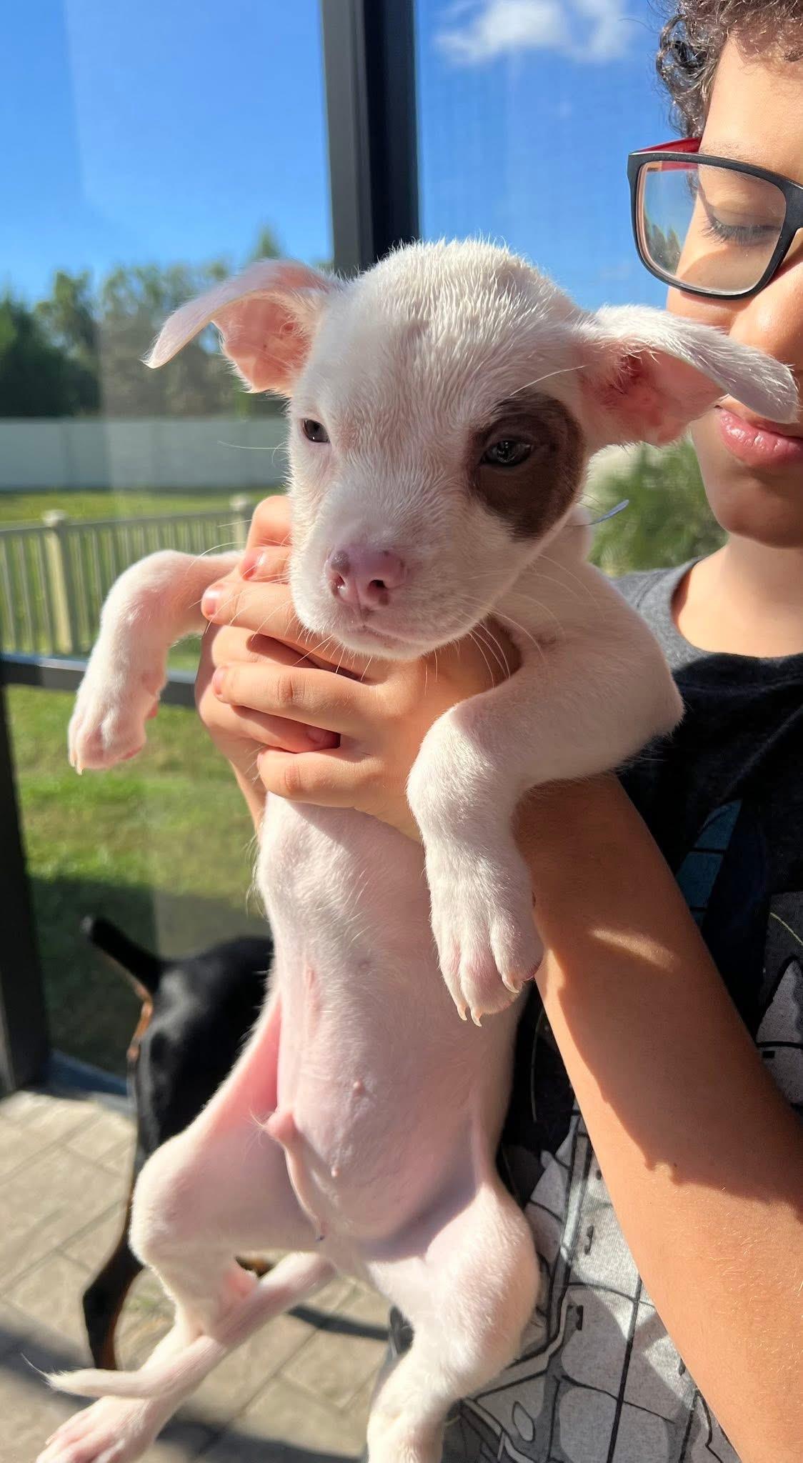 Enlarge Collins, a Adoptable American Bulldog in Lutz, FL image 3/3