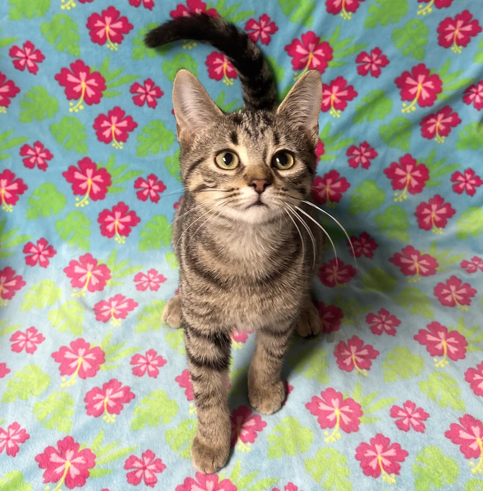 Enlarge KYLIE, a Adoptable Domestic Short Hair in Tillsonburg, ON image 6/6