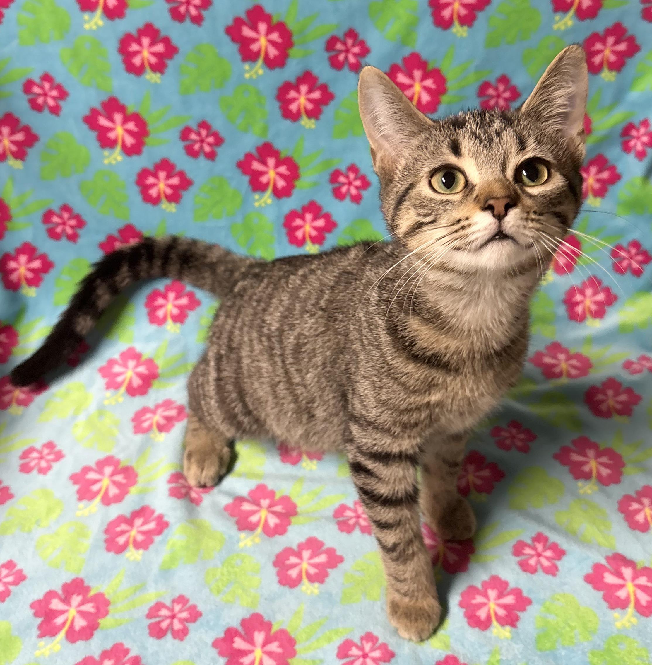 Enlarge KYLIE, a Adoptable Domestic Short Hair in Tillsonburg, ON image 3/6