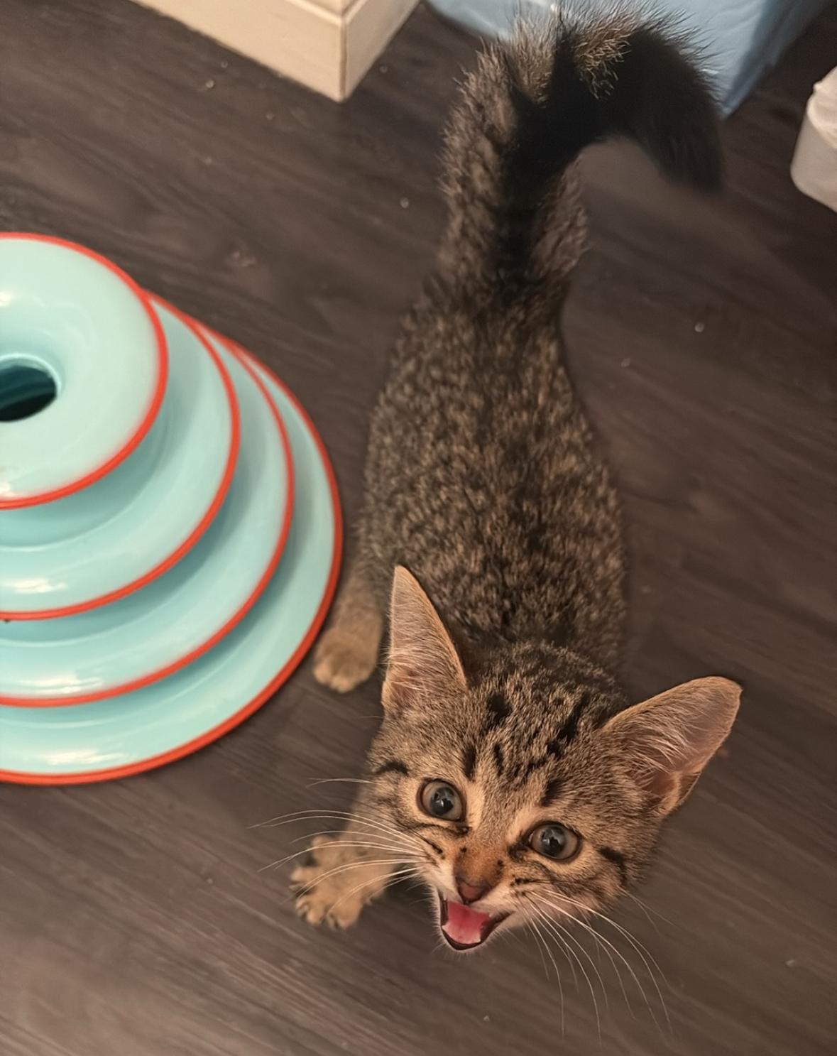 Enlarge KYLIE, a Adoptable Domestic Short Hair in Tillsonburg, ON image 4/6