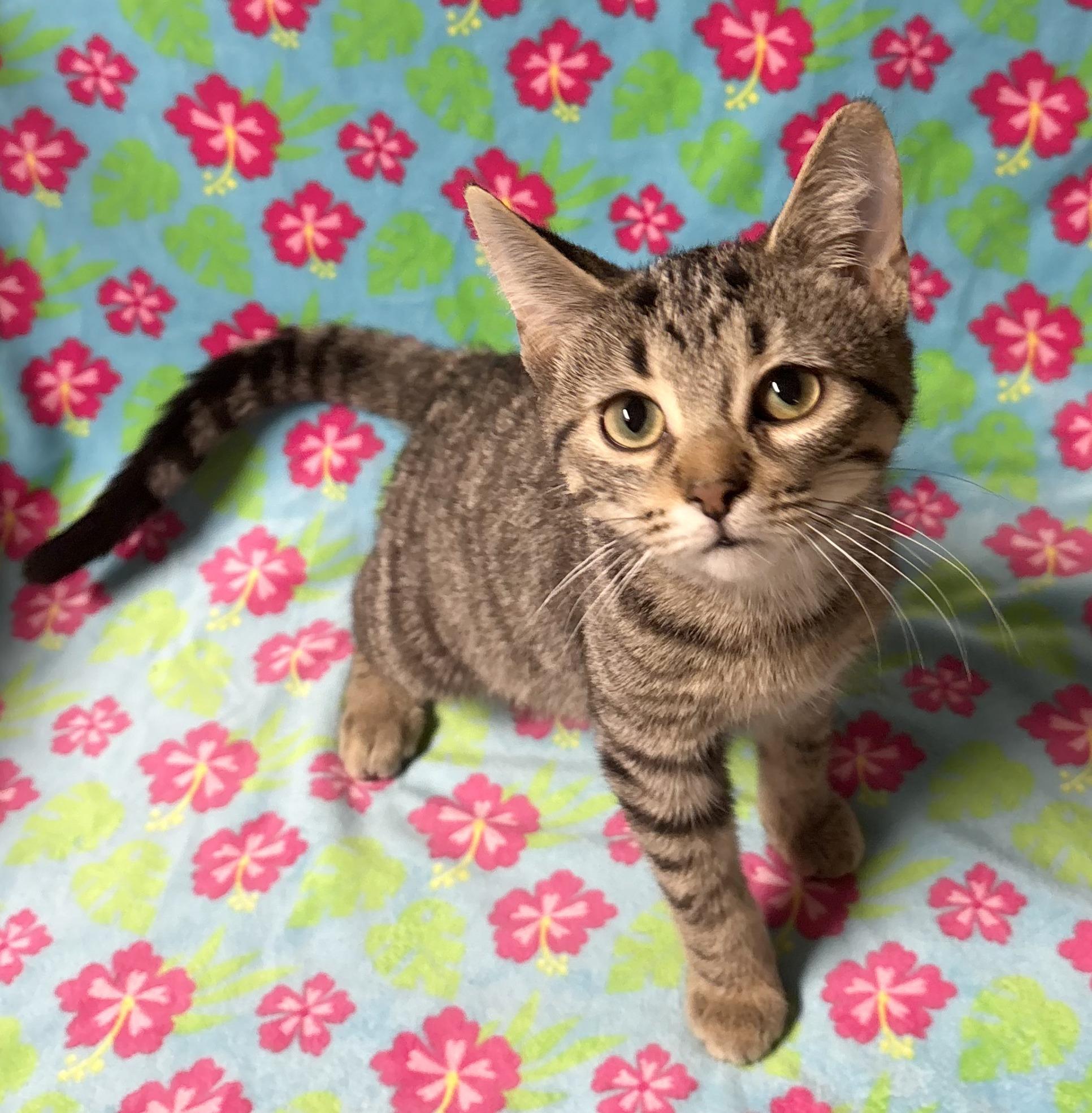 Enlarge KYLIE, a Adoptable Domestic Short Hair in Tillsonburg, ON image 2/6