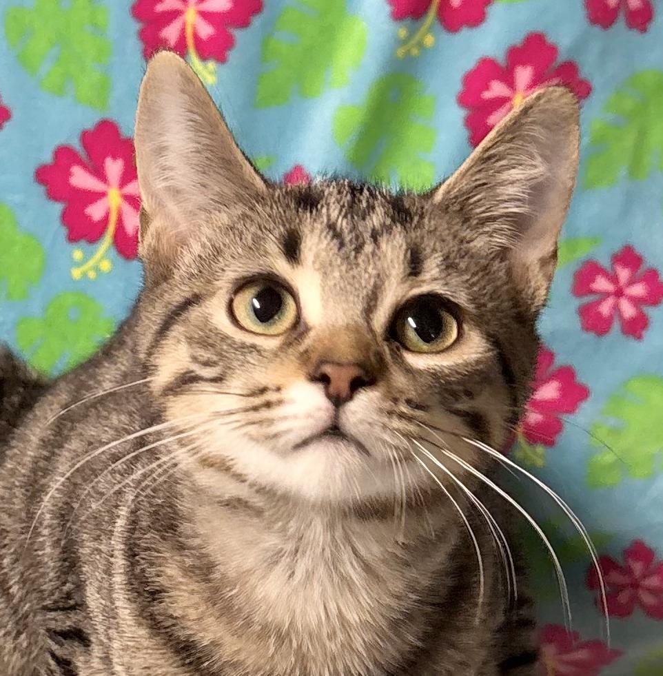 Enlarge KYLIE, a Adoptable Domestic Short Hair in Tillsonburg, ON image 5/6