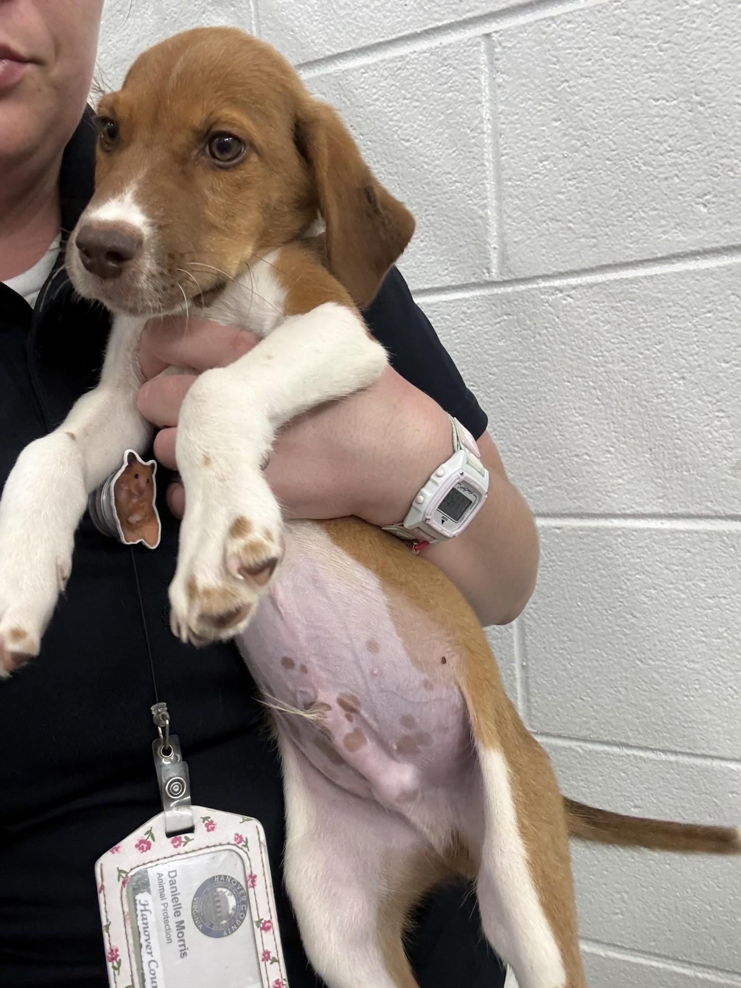 Benji, an adopted mixed breed in Ashland, VA image 2/4