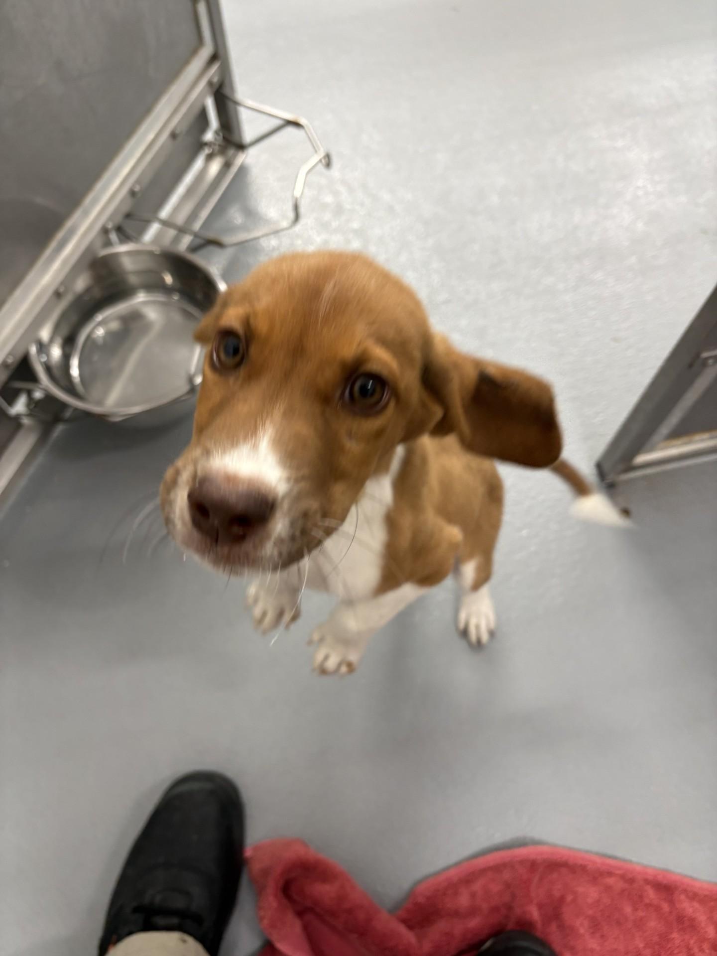 Benji, an adopted mixed breed in Ashland, VA image 3/4
