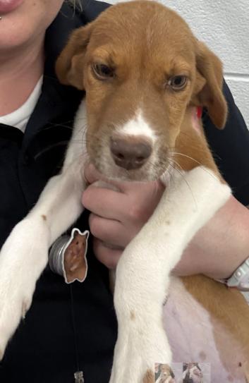 Benji, an adopted mixed breed in Ashland, VA image 1/4