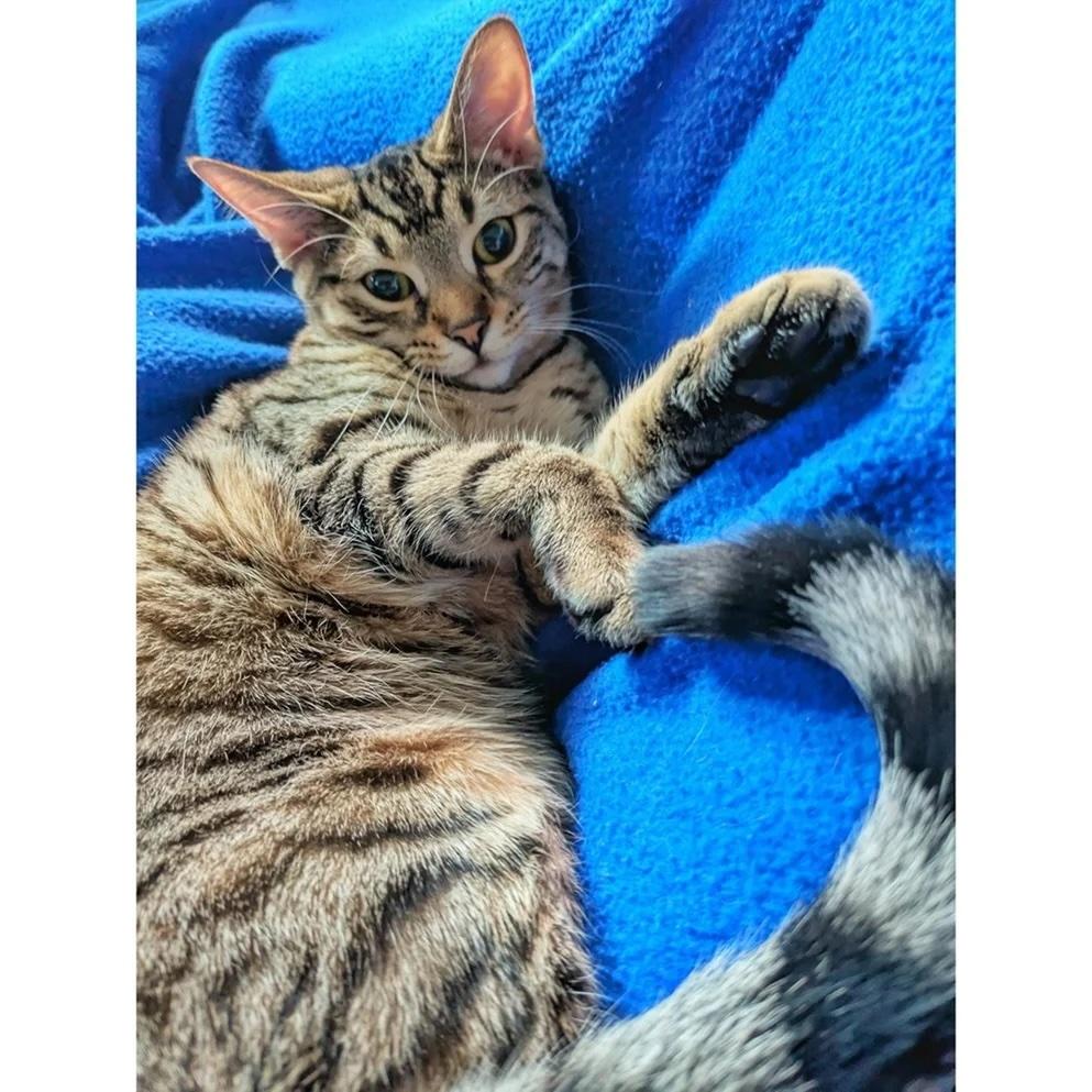 Enlarge Vixie, a Adoptable mixed breed in Toronto, ON image 2/4
