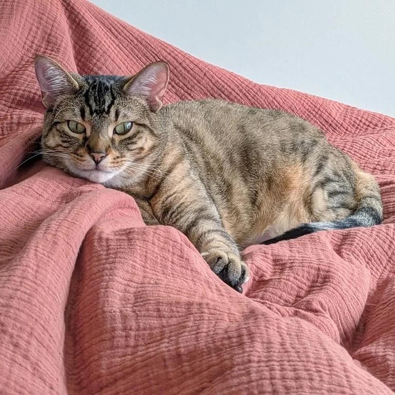 Enlarge Vixie, a Adoptable mixed breed in Toronto, ON image 4/4