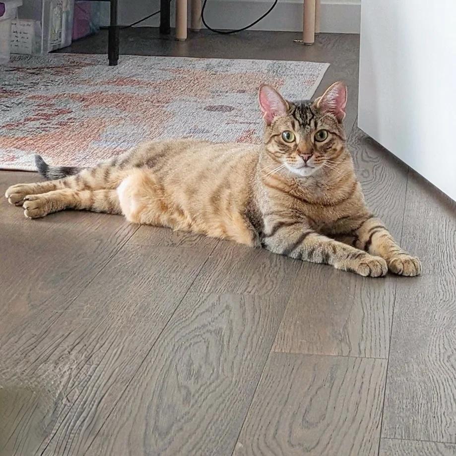 Enlarge Vixie, a Adoptable mixed breed in Toronto, ON image 1/4