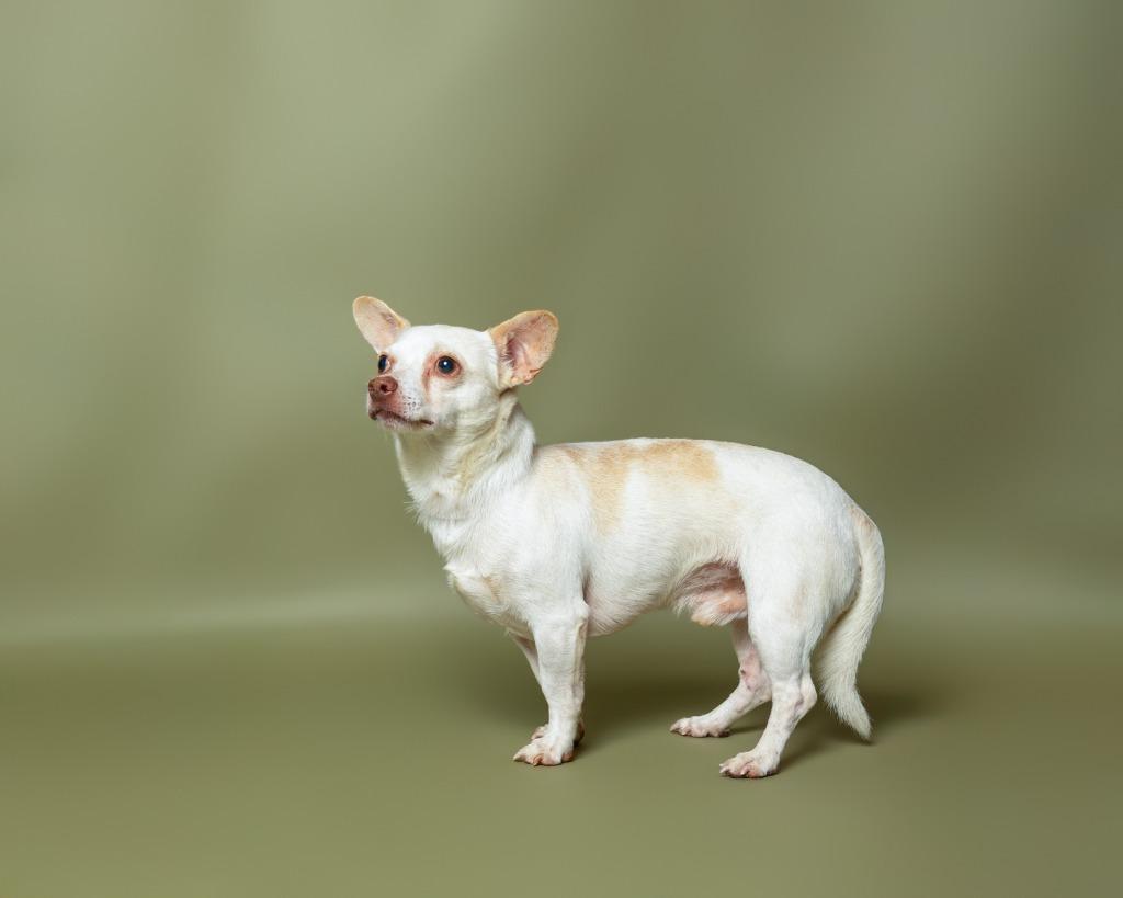 Commodus, Adoptable, Adult Male Chihuahua & Mixed Breed.