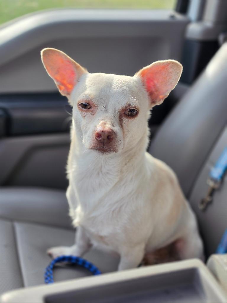 Enlarge Commodus, a Adoptable mixed breed in Rockport, TX image 2/6