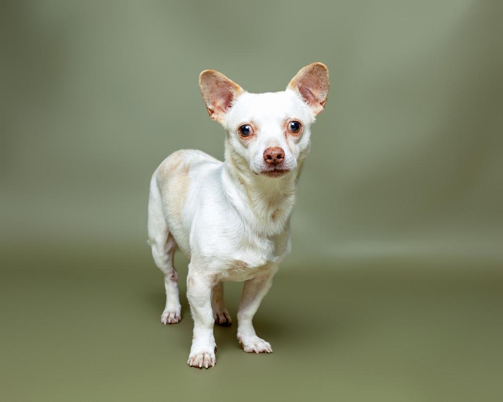 Enlarge Commodus, a Adoptable mixed breed in Rockport, TX image 3/6