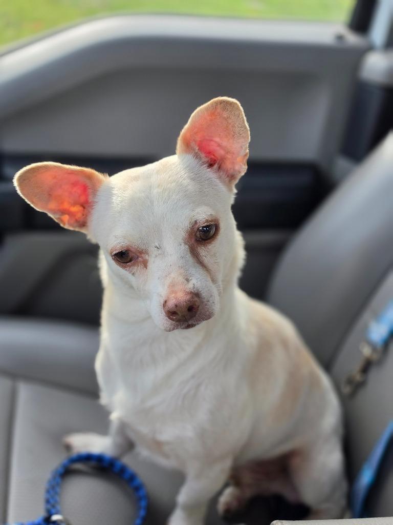 Enlarge Commodus, a Adoptable mixed breed in Rockport, TX image 4/6