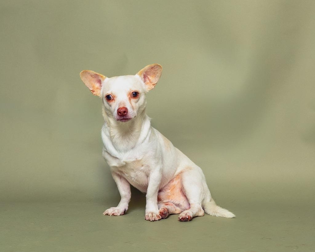Enlarge Commodus, a Adoptable mixed breed in Rockport, TX image 5/6