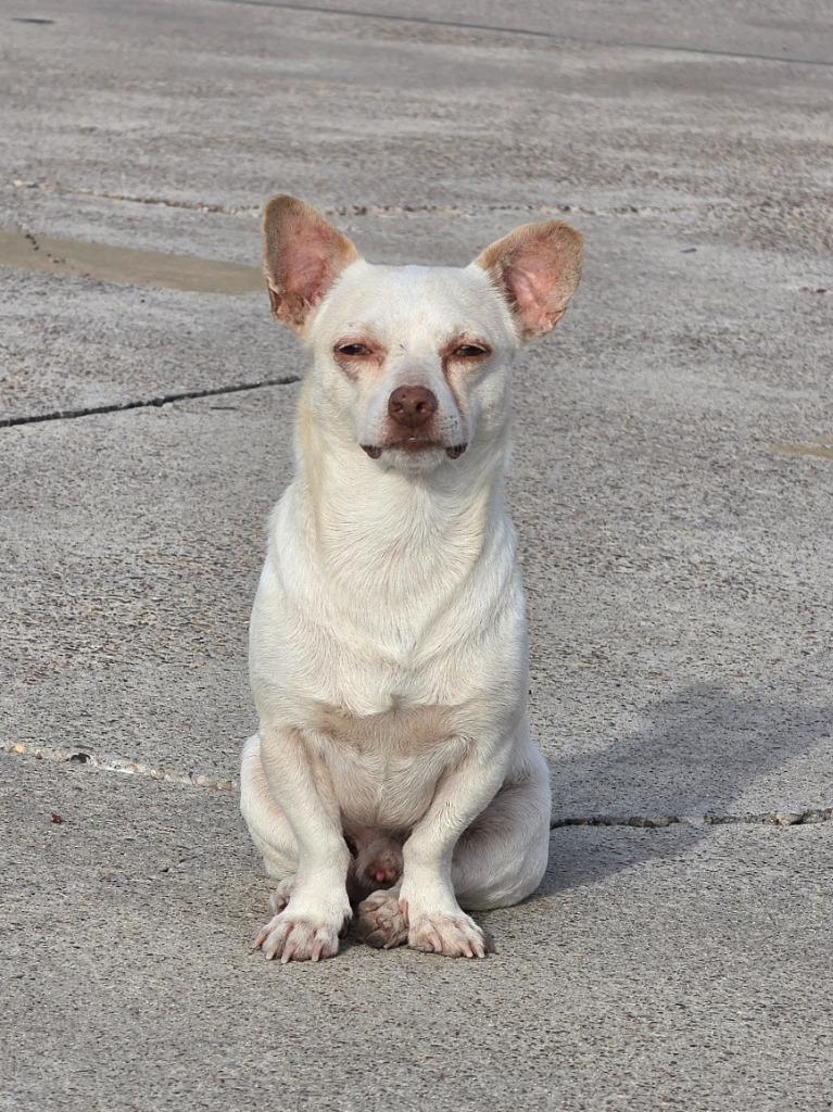 Enlarge Commodus, a Adoptable mixed breed in Rockport, TX image 6/6