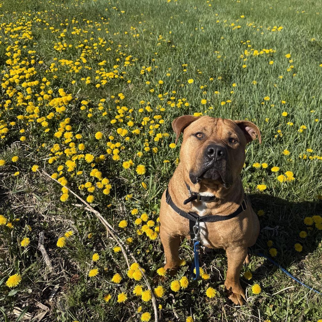 2Pac, Adoptable, Adult Male Mixed Breed.