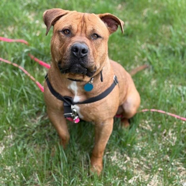 Enlarge 2Pac, a Adoptable Mixed Breed in Bangall, NY image 2/6