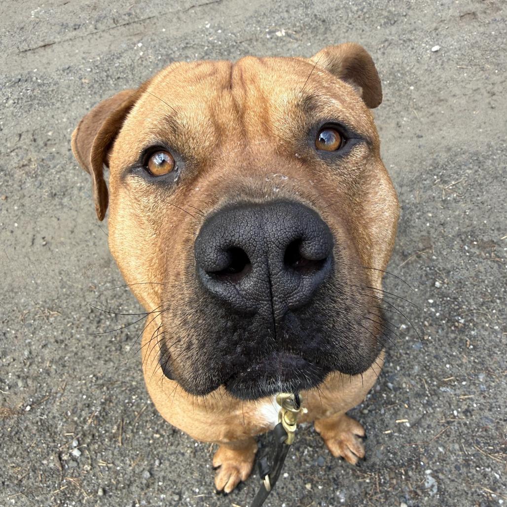 Enlarge 2Pac, a Adoptable Mixed Breed in Bangall, NY image 3/6