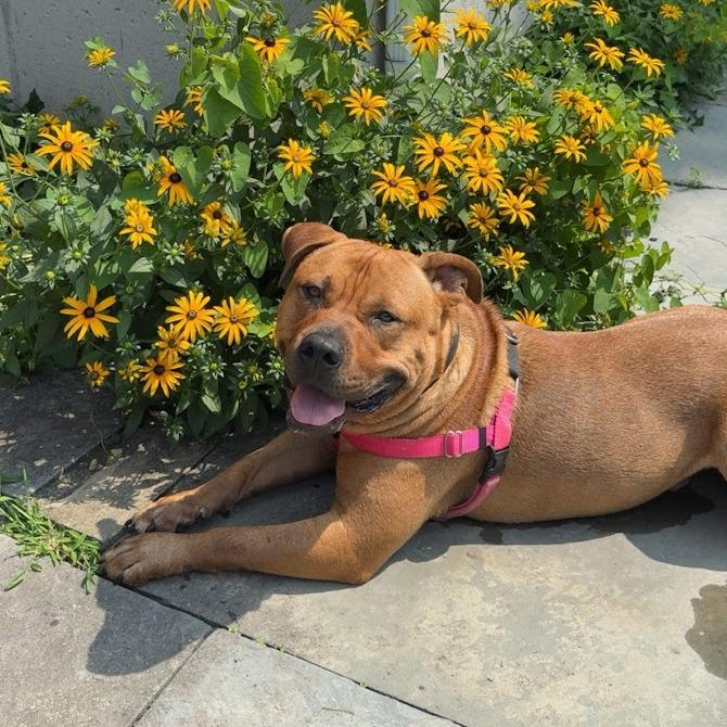 Enlarge Clifford the Big Red Dog, a Adoptable Mixed Breed in Bangall, NY image 2/6