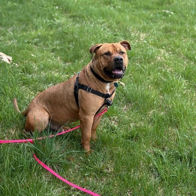 Enlarge 2Pac, a Adoptable Mixed Breed in Bangall, NY image 4/6
