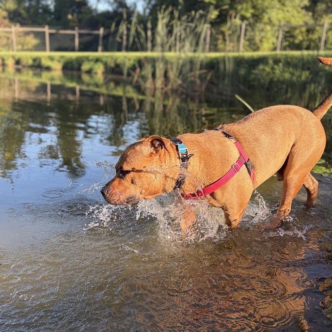 Enlarge Clifford the Big Red Dog, a Adoptable Mixed Breed in Bangall, NY image 3/6