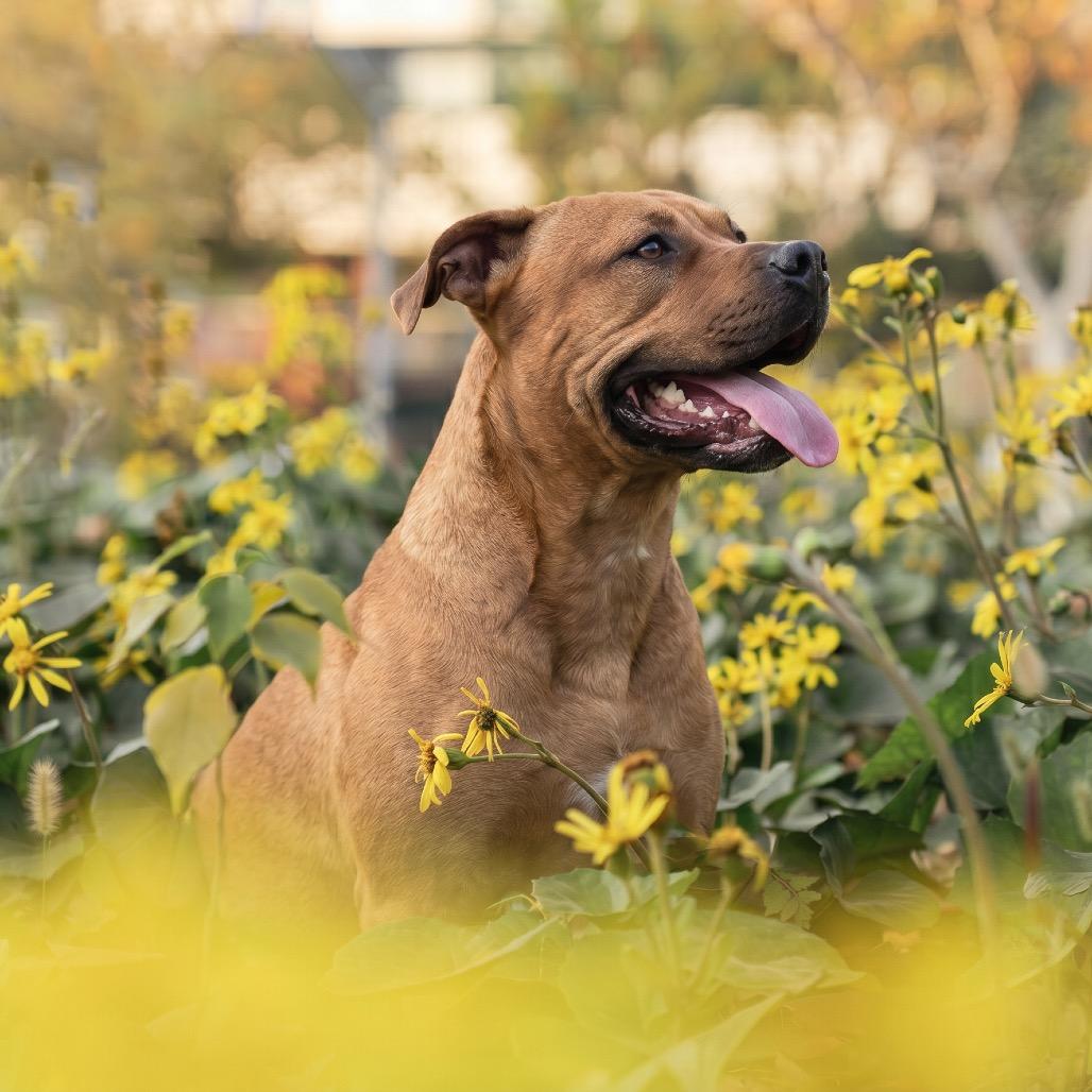 Enlarge 2Pac, a Adoptable Mixed Breed in Bangall, NY image 6/6