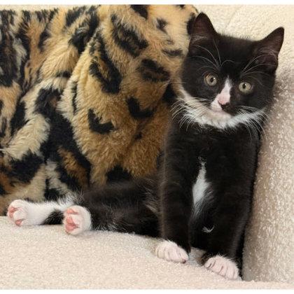 Colson Bleeker- adopt with Oakley, Adoptable, Kitten Male Domestic Short Hair & Domestic Short Hair.