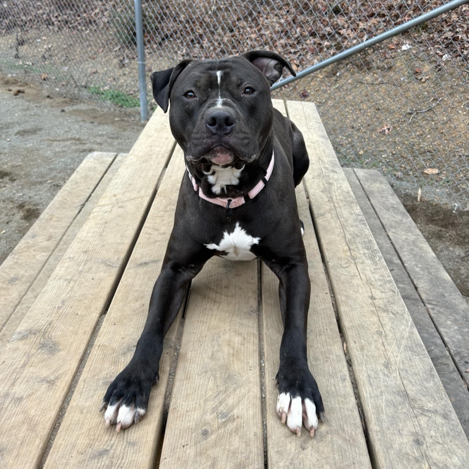 Seamus, adoptable, Adult Male Pit Bull Terrier.