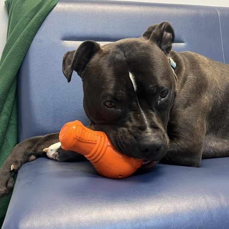 Seamus, an adoptable Pit Bull Terrier in Orange, VA image 1/6