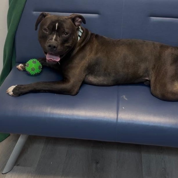 Seamus, an adoptable Pit Bull Terrier in Orange, VA image 2/6