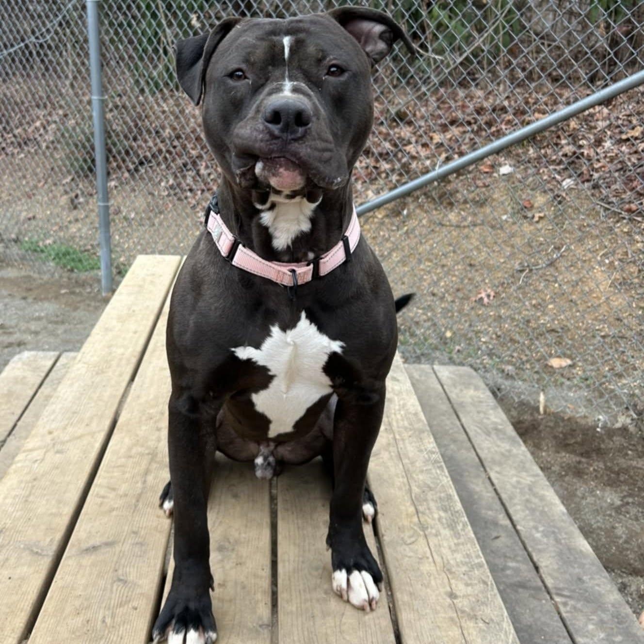 Seamus-, an adoptable Pit Bull Terrier in Orange, VA image 3/6