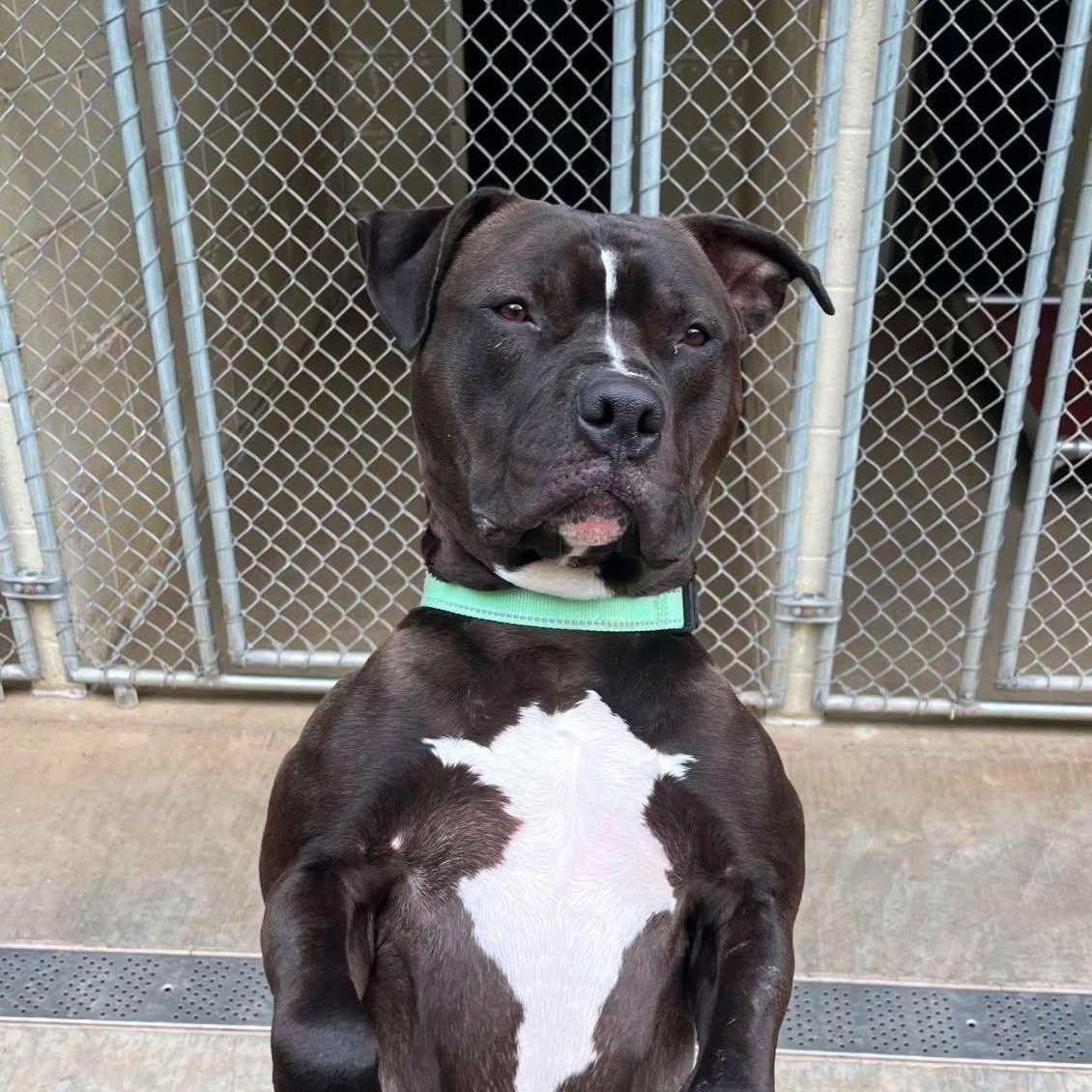 Seamus-, an adoptable Pit Bull Terrier in Orange, VA image 6/6
