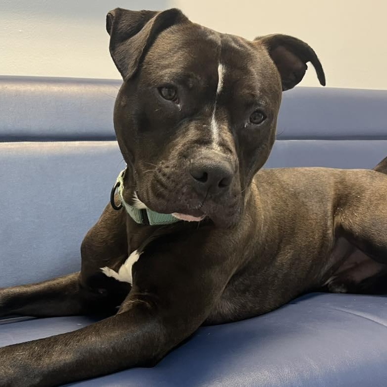 Seamus, an adoptable Pit Bull Terrier in Orange, VA image 3/6