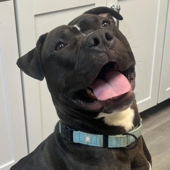 Seamus, an adoptable Pit Bull Terrier in Orange, VA image 4/6