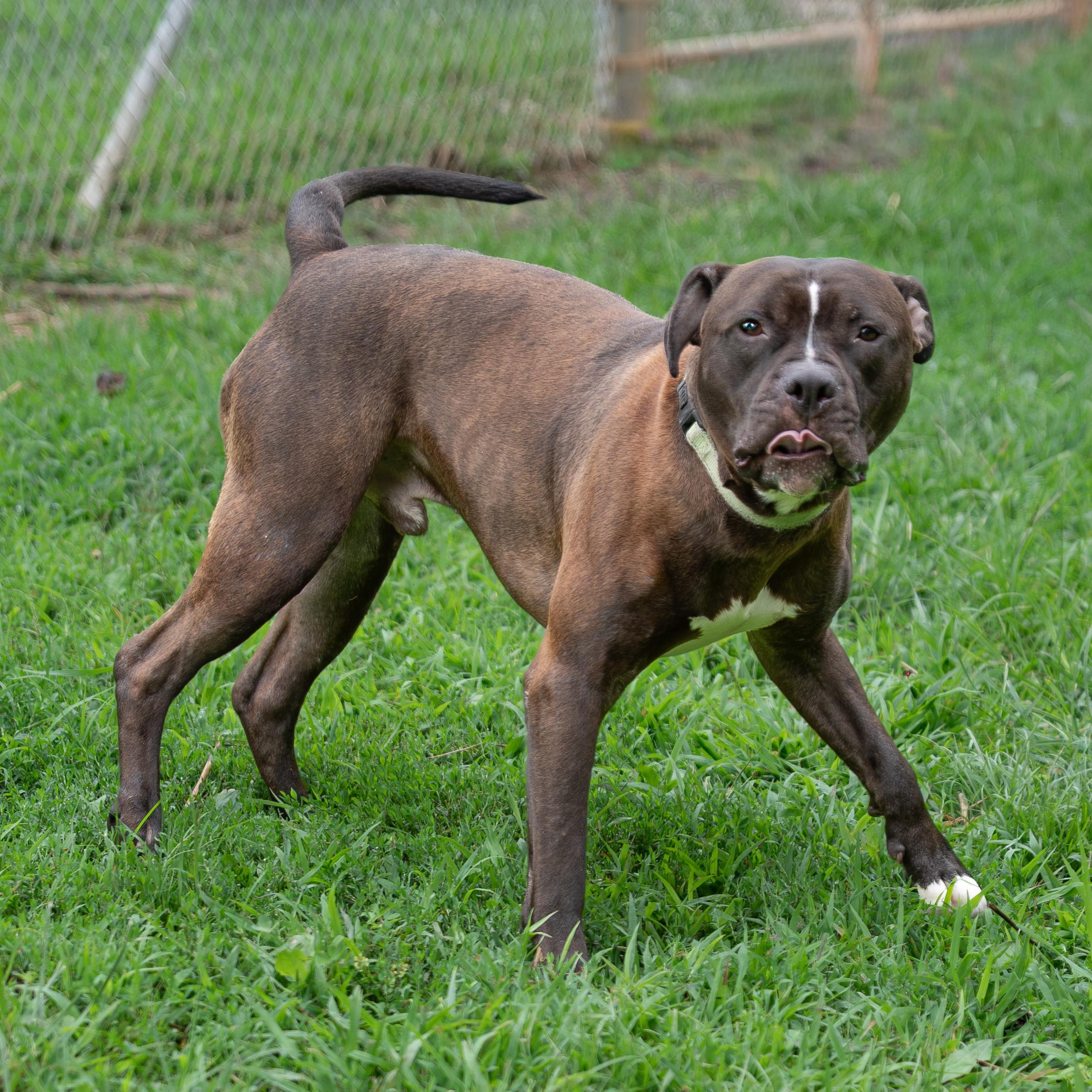 Seamus-, adoptable, Adult Male Pit Bull Terrier.