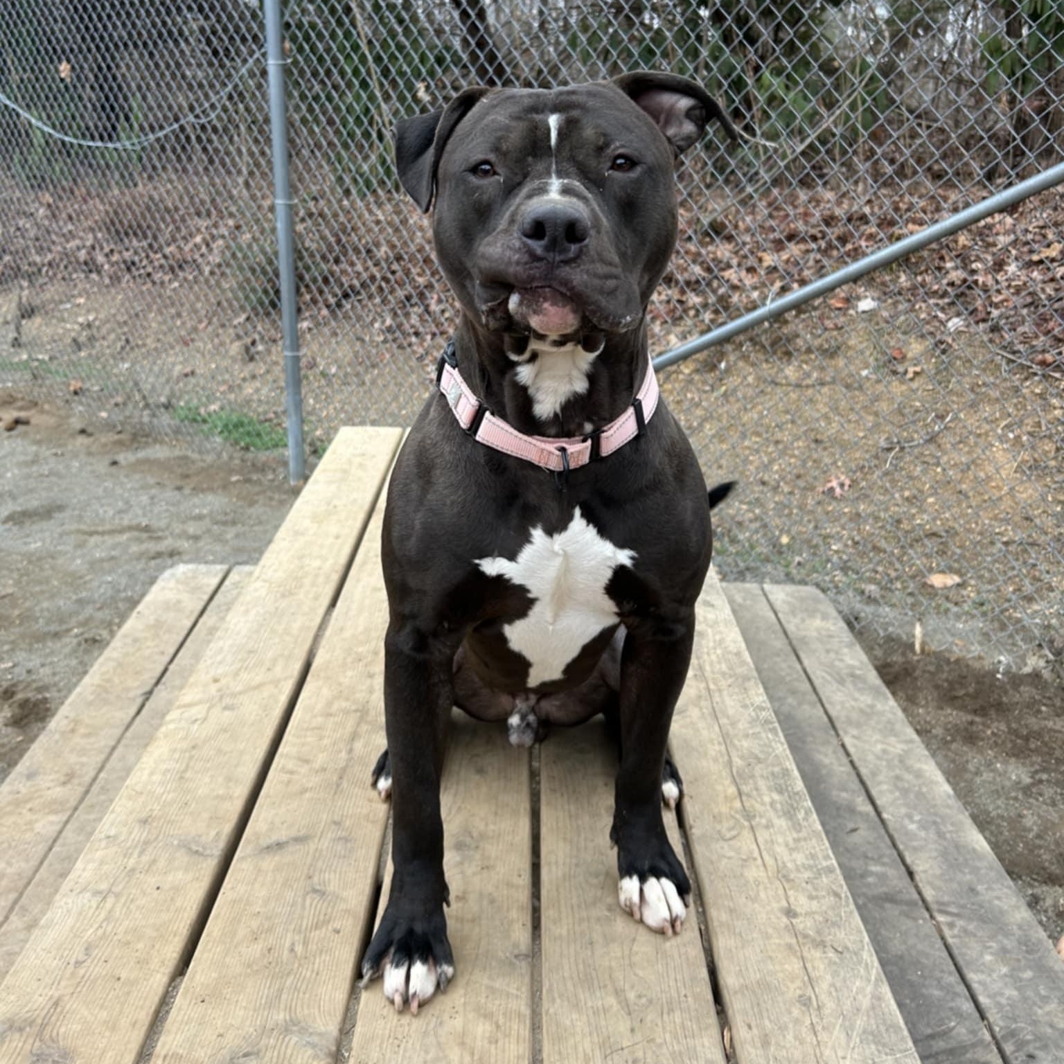 Enlarge Seamus, an adoptable Pit Bull Terrier in Orange, VA image 3/4